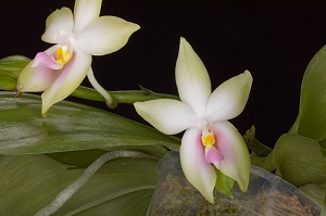 Phalaenopsis bellina var murtoniana ‘Norman’ CHM/AOS 80 pts. 20215975 Flower